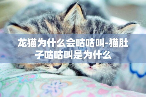 龍貓為什么會咕咕叫-貓肚子咕咕叫是為什么