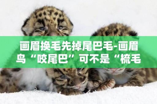 畫眉換毛先掉尾巴毛-畫眉鳥“咬尾巴”可不是“梳毛”