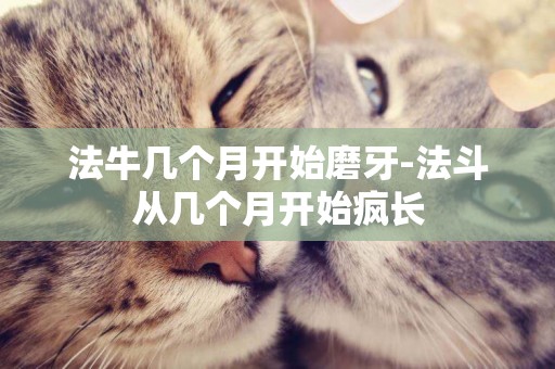 法牛幾個月開始磨牙-法斗從幾個月開始瘋長