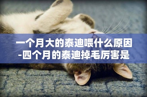 一個月大的泰迪喂什么原因-四個月的泰迪掉毛厲害是什么原因