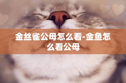 金絲雀公母怎么看-金魚怎么看公母