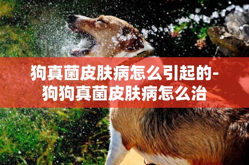 狗真菌皮膚病怎么引起的-狗狗真菌皮膚病怎么治