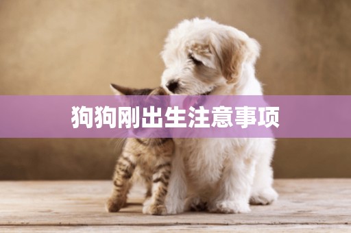 狗狗剛出生注意事項