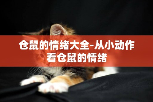 倉鼠的情緒大全-從小動作看倉鼠的情緒