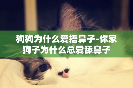 狗狗為什么愛捂鼻子-你家狗子為什么總愛舔鼻子