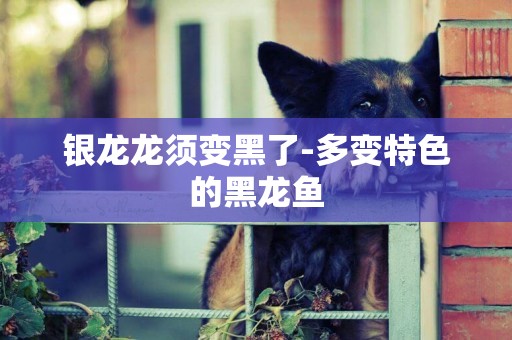 銀龍龍須變黑了-多變特色的黑龍魚