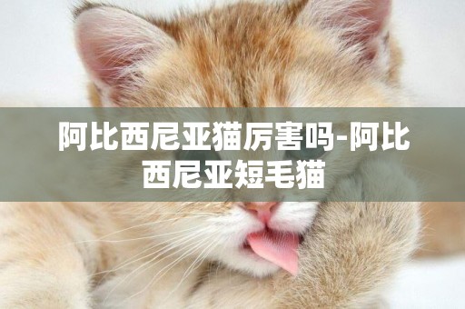 阿比西尼亞貓厲害嗎-阿比西尼亞短毛貓
