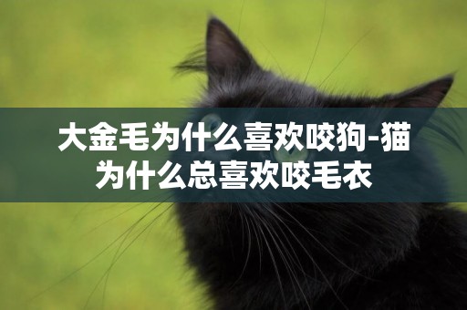 大金毛為什么喜歡咬狗-貓為什么總喜歡咬毛衣