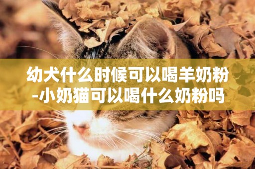 幼犬什么時候可以喝羊奶粉-小奶貓可以喝什么奶粉嗎