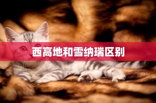 西高地和雪納瑞區別