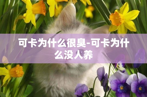 可卡為什么很臭-可卡為什么沒人養