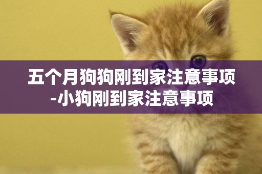 五個月狗狗剛到家注意事項-小狗剛到家注意事項