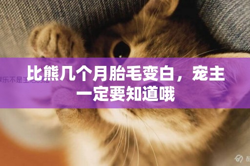 比熊幾個月胎毛變白,寵主一定要知道哦 比熊幾個月胎毛變白,寵主一定要知道哦