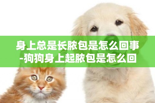 身上總是長膿包是怎么回事-狗狗身上起膿包是怎么回事