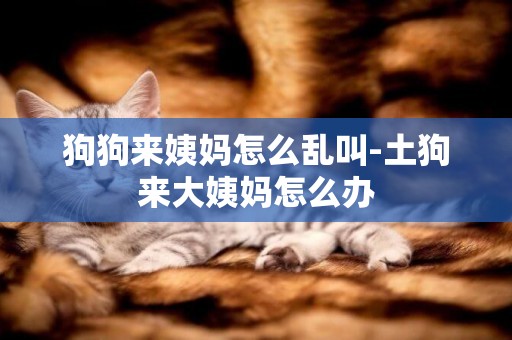 狗狗來姨媽怎么亂叫-土狗來大姨媽怎么辦