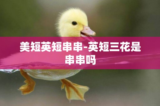 美短英短串串-英短三花是串串嗎