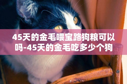 45天的金毛喂寶路狗糧可以嗎-45天的金毛吃多少個狗糧