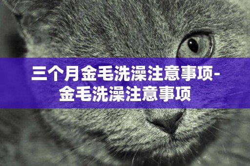 三個月金毛洗澡注意事項-金毛洗澡注意事項