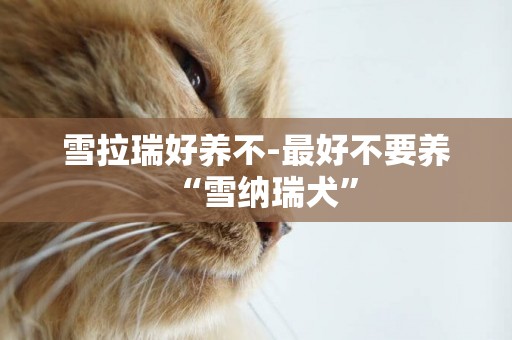 雪拉瑞好養不-最好不要養“雪納瑞犬”