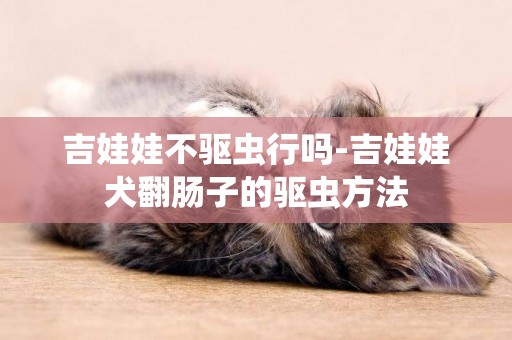 吉娃娃不驅蟲行嗎-吉娃娃犬翻腸子的驅蟲方法
