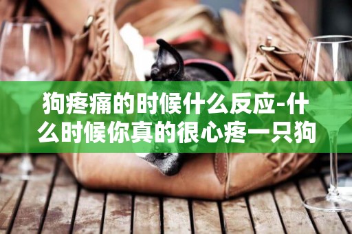 狗疼痛的時候什么反應-什么時候你真的很心疼一只狗