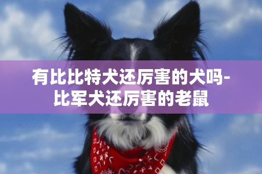 有比比特犬還厲害的犬嗎-比軍犬還厲害的老鼠