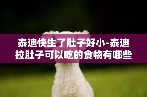 泰迪快生了肚子好小-泰迪拉肚子可以吃的食物有哪些