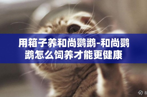 用箱子養和尚鸚鵡-和尚鸚鵡怎么飼養才能更健康