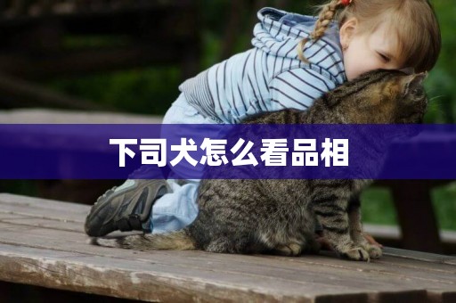 下司犬怎么看品相