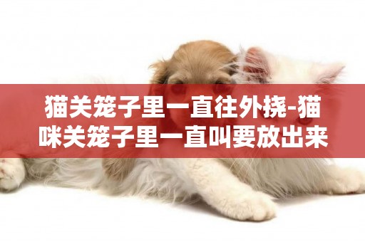 貓關籠子里一直往外撓-貓咪關籠子里一直叫要放出來嗎