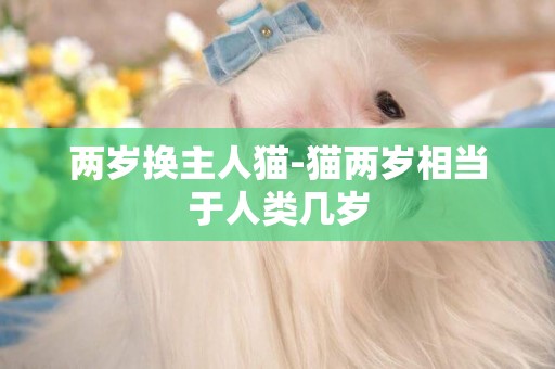 兩歲換主人貓-貓兩歲相當于人類幾歲