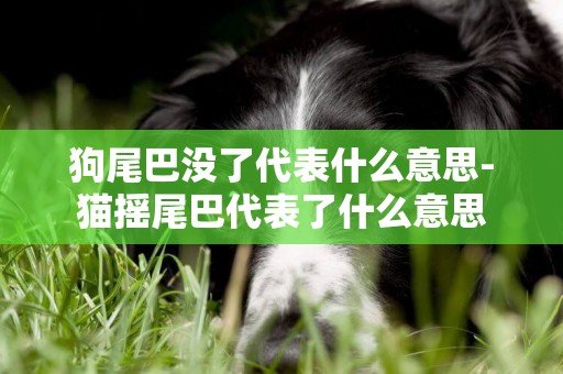 狗尾巴沒了代表什么意思-貓搖尾巴代表了什么意思