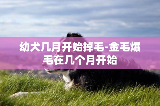 幼犬幾月開始掉毛-金毛爆毛在幾個月開始