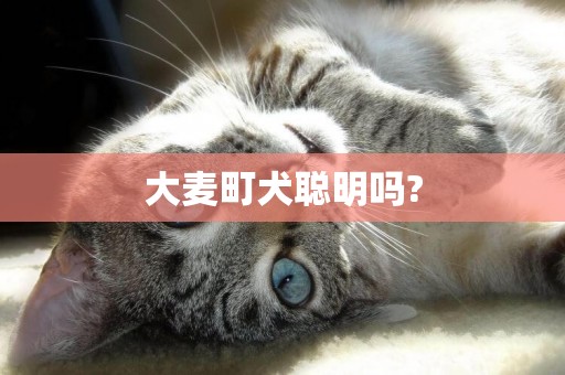 大麥町犬聰明嗎?