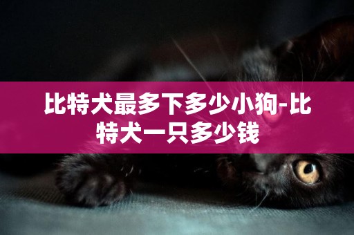 比特犬最多下多少小狗-比特犬一只多少錢