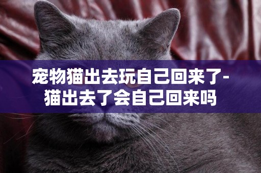 寵物貓出去玩自己回來了-貓出去了會自己回來嗎