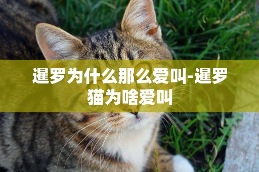 暹羅為什么那么愛叫-暹羅貓為啥愛叫