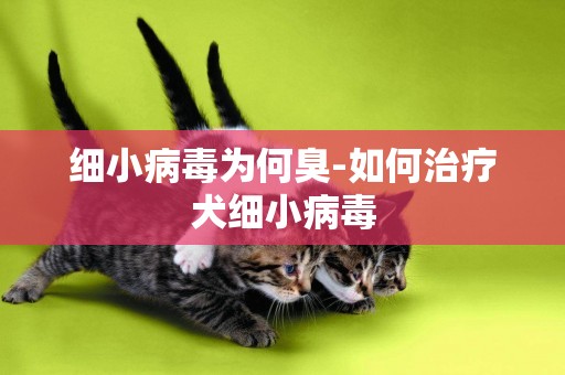 細小病毒為何臭-如何治療犬細小病毒