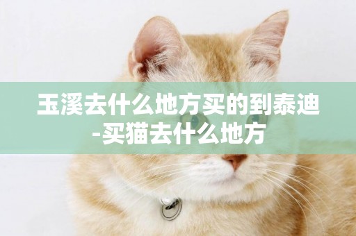 玉溪去什么地方買的到泰迪-買貓去什么地方