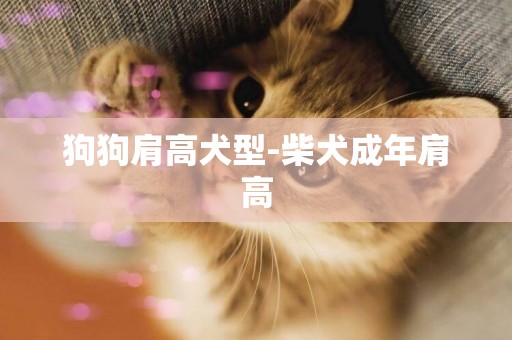 狗狗肩高犬型-柴犬成年肩高
