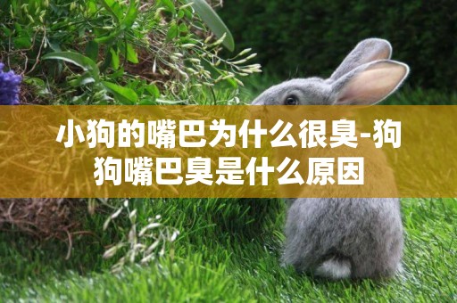 小狗的嘴巴為什么很臭-狗狗嘴巴臭是什么原因
