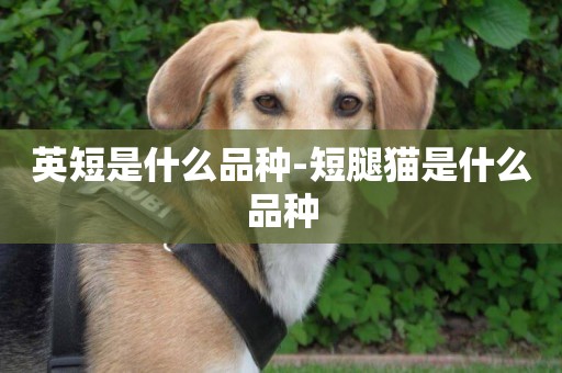英短是什么品種-短腿貓是什么品種