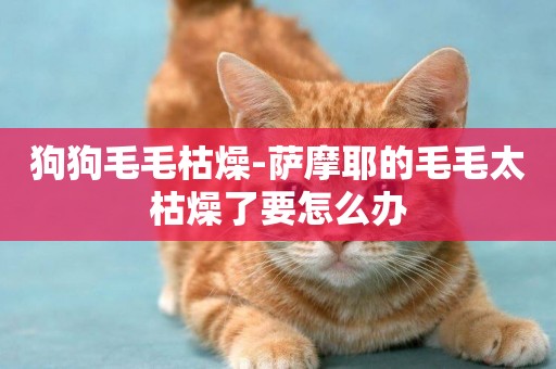 狗狗毛毛枯燥-薩摩耶的毛毛太枯燥了要怎么辦