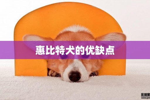 惠比特犬的優缺點