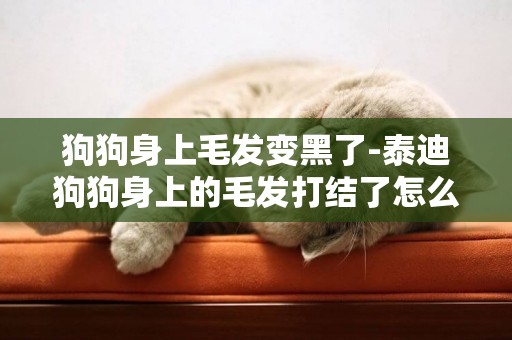 狗狗身上毛發變黑了-泰迪狗狗身上的毛發打結了怎么辦