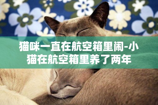 貓咪一直在航空箱里鬧-小貓在航空箱里養了兩年