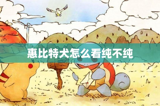 惠比特犬怎么看純不純