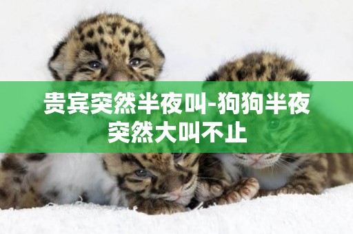 貴賓突然半夜叫-狗狗半夜突然大叫不止