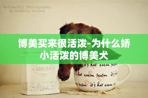 博美買來很活潑-為什么嬌小活潑的博美犬