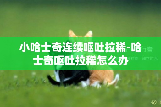 小哈士奇連續嘔吐拉稀-哈士奇嘔吐拉稀怎么辦